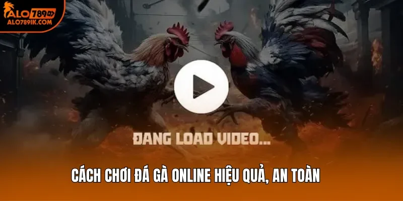 Cách chơi đá gà online hiệu quả, an toàn