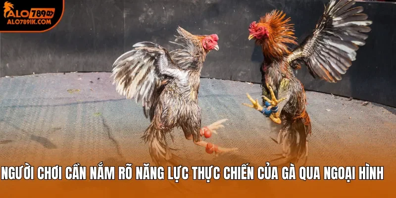 Người chơi cần nắm rõ năng lực thực chiến của gà qua ngoại hình